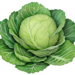 Cabbage (medium)